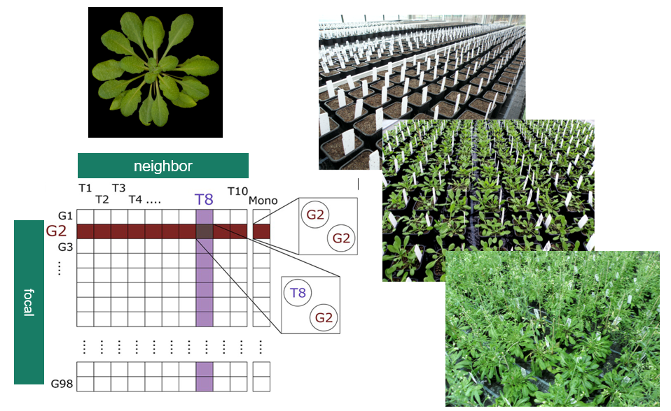 组合遗传变异增强植物生产力